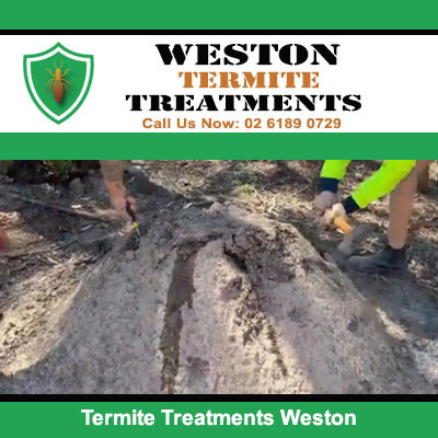 Expert technicians treating termite-damaged timber in Weston