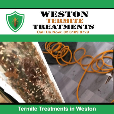 Close-up of termite infestation in wooden beam with termite treatment equipment in Weston